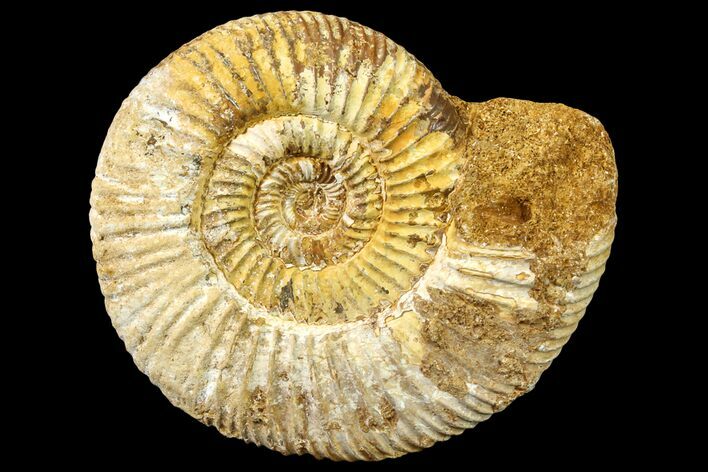 Jurassic Ammonite (Perisphinctes) Fossil - Madagascar #161763
